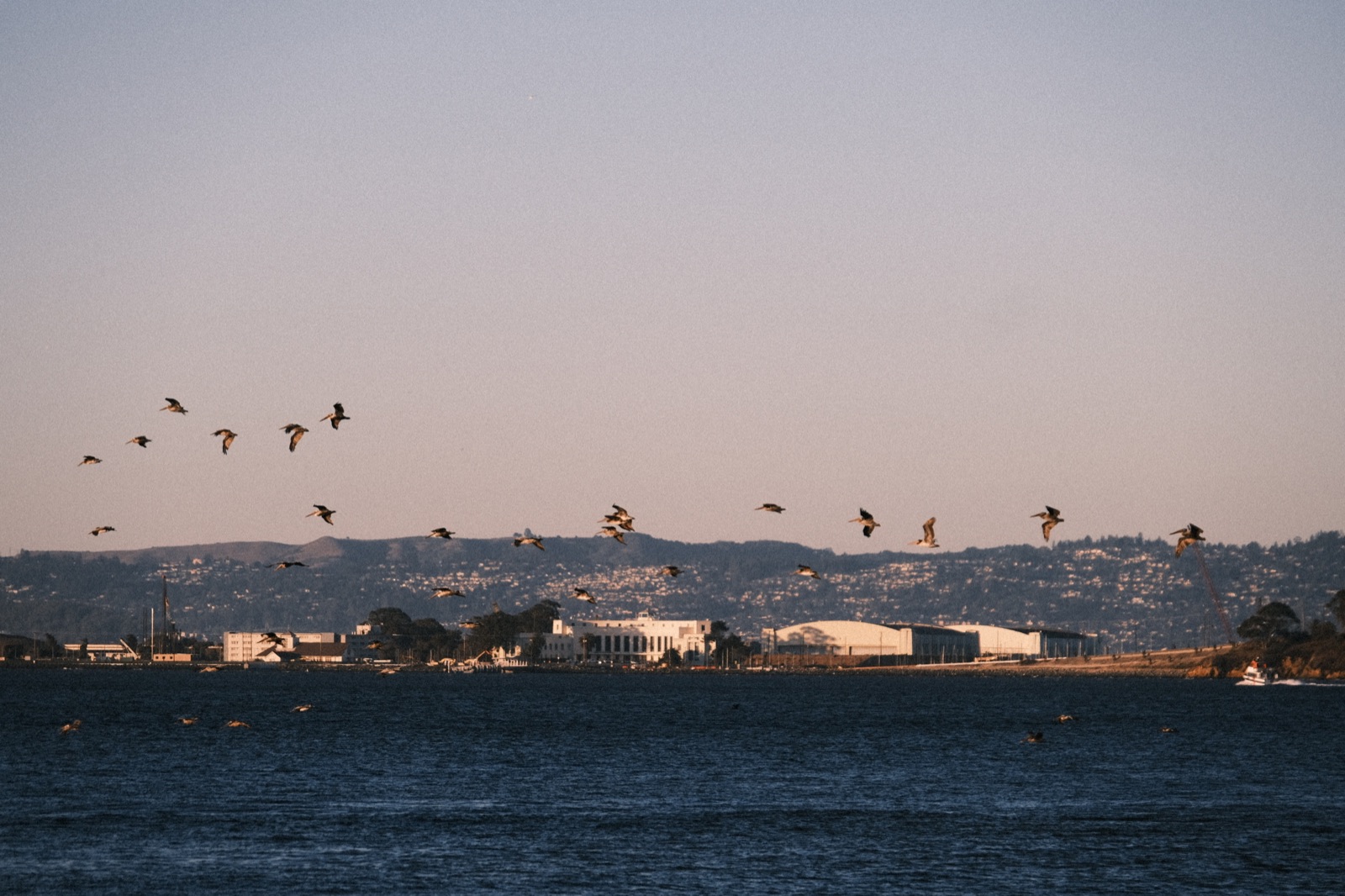 A flock of birds flying above water and a distant shoreline